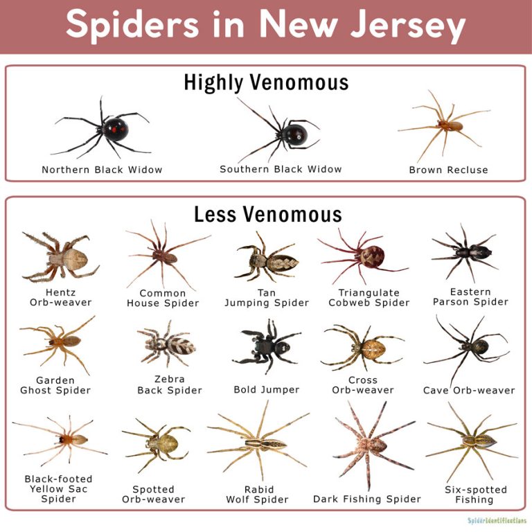 Spiders In New Jersey List With Pictures