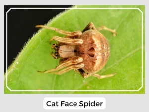Cat Face Spider Images