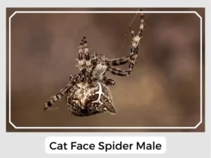 Cat Face Spider Male
