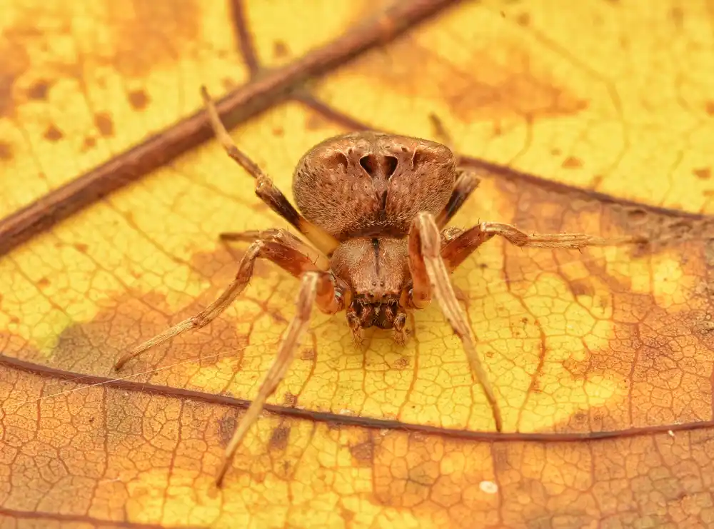 Cat Face Spider Pictures