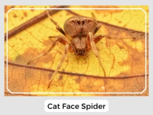 Cat Face Spider Pictures