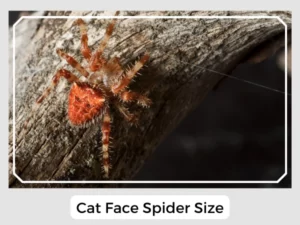 Cat Face Spider Size