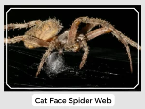 Cat Face Spider Web
