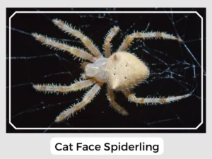 Cat Face Spiderlings