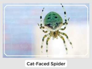 Cat-Faced Spider