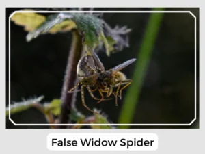 False Widow Spider Bite