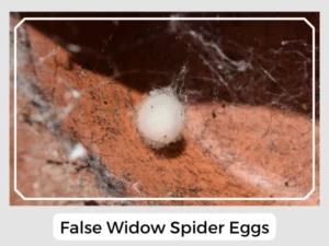 False Widow Spider Eggs