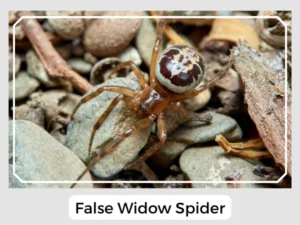 False Widow Spider Images