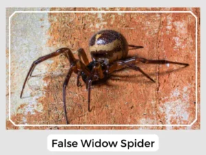 False Widow Spider Pictures