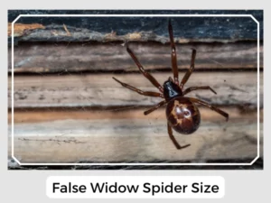 False Widow Spider Size