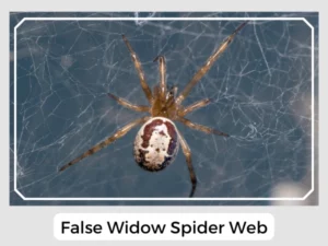 False Widow Spider Web