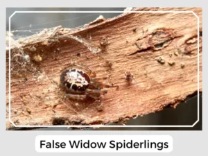 False Widow Spiderlings