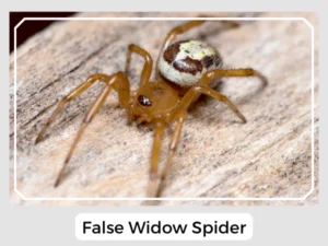 Images of False Widow Spider
