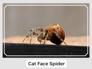 Pictures of a Cat Face Spider