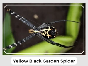 Yellow Black Garden Spider