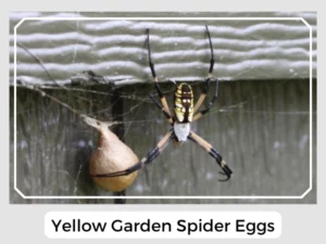 Yellow Garden Spider Eggs
