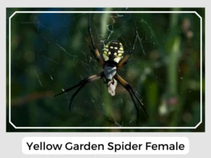 Yellow Garden Spider Female