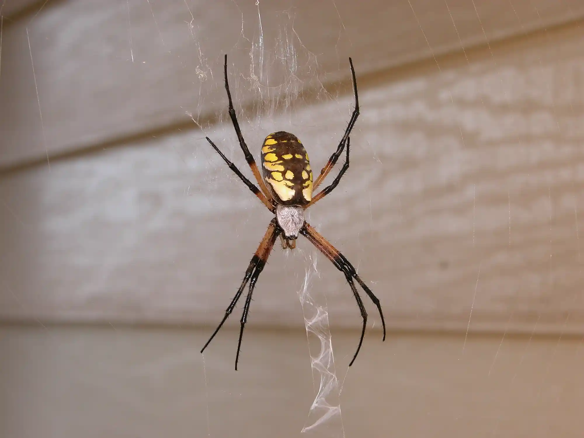 Yellow Garden Spider Images