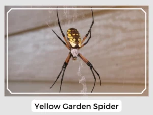 Yellow Garden Spider Images