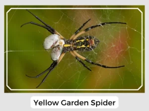 Yellow Garden Spider Pictures