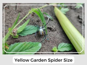 Yellow Garden Spider Size