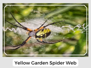 Yellow Garden Spider Web