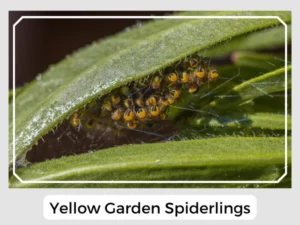 Yellow Garden Spiderlings