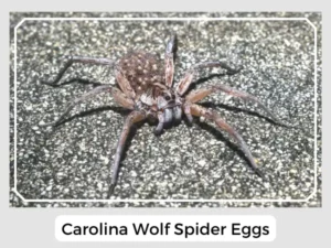 Carolina Wolf Spider Eggs