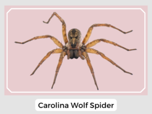 Carolina Wolf Spider Image