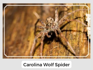 Carolina Wolf Spider Photo
