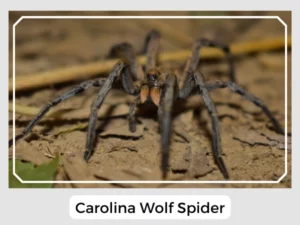 Carolina Wolf Spider Picture
