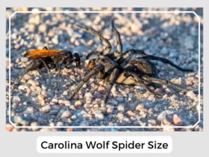Carolina Wolf Spider Size