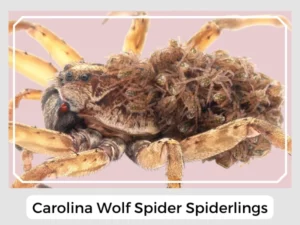 Carolina Wolf Spider Spiderlings