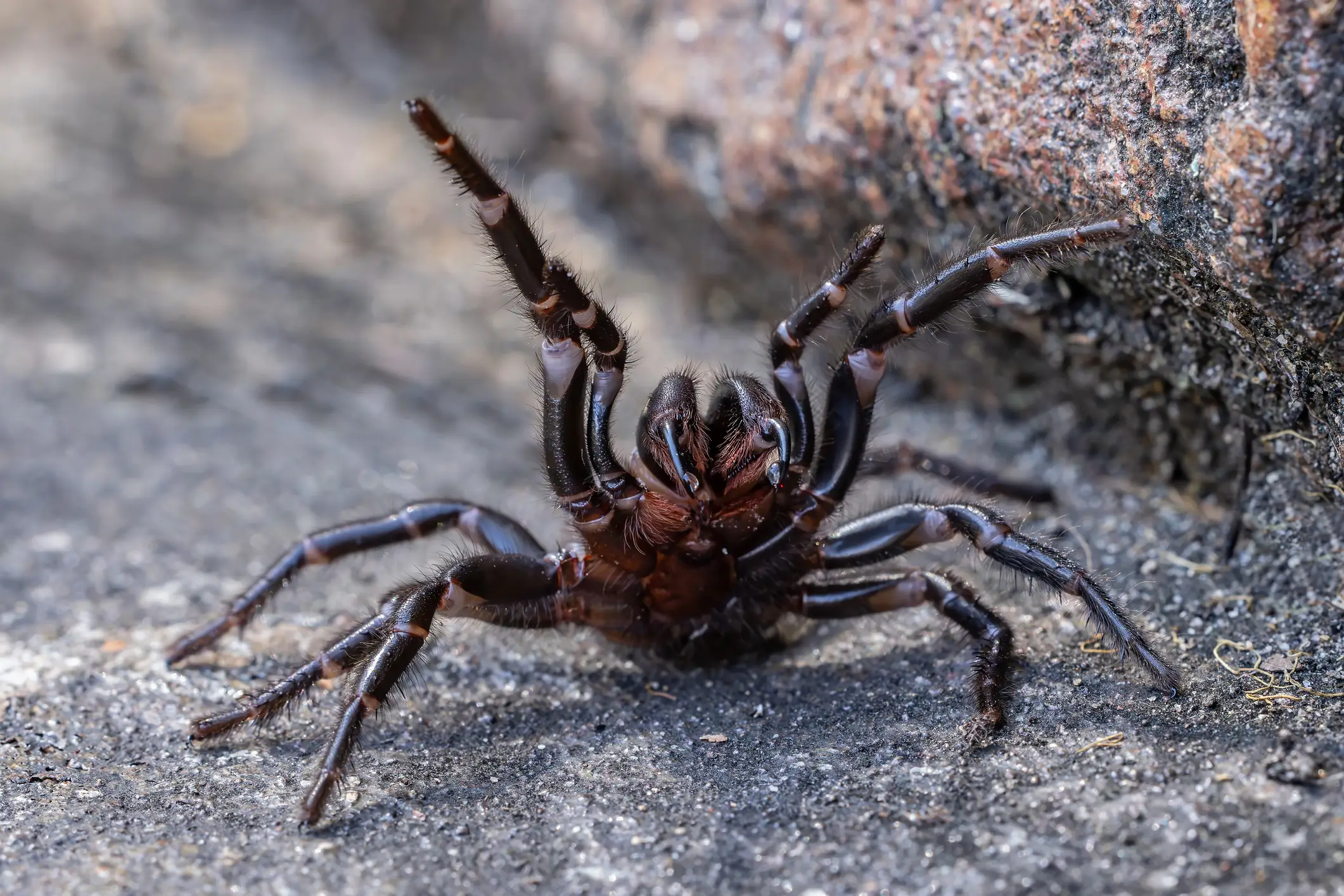 Female Sydney Funnel Web Spider