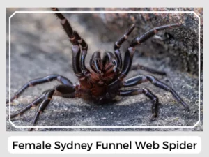 Female Sydney Funnel Web Spider