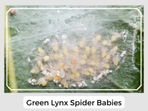 Green Lynx Spider Babies