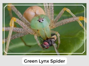 Green Lynx Spider Bite