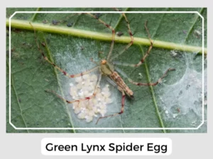 Green Lynx Spider Egg