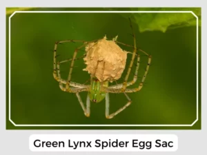 Green Lynx Spider Egg Sac