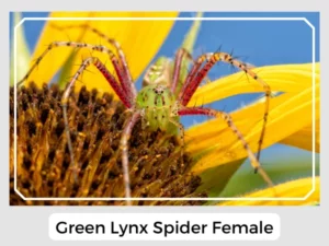 Green Lynx Spider Female