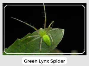 Green Lynx Spider Pictures