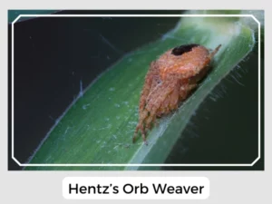 Hentz’s Orb Weaver