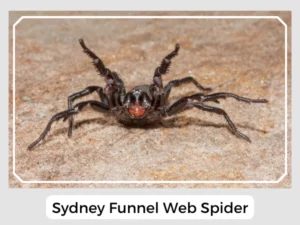 Picture of Sydney Funnel Web Spider