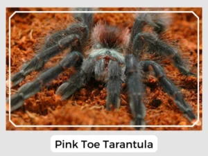 Pink Toe Tarantula Enclosure