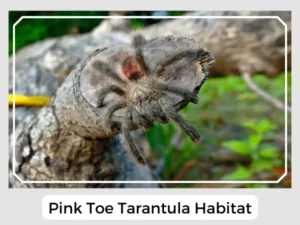 Pink Toe Tarantula Habitat