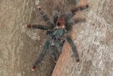 Pink Toe Tarantula Size
