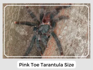 Pink Toe Tarantula Size