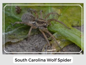 South Carolina Wolf Spider
