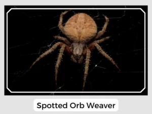 Spotted Orb Weaver Image