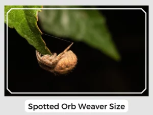 Spotted Orb Weaver Size